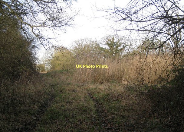 Photo 6"x4" Track towards Hobditch, Dean's Green Blunt's Green c2011