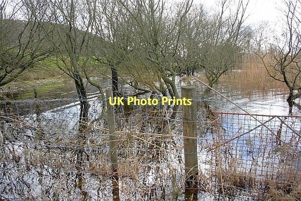 Photo 6"x4" Flooded Shoreline, Coniston Water High Nibthwaite c2011
