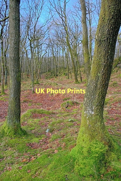 Photo 6"x4" Torver Common Wood Haws Bank\/SD3096 c2011