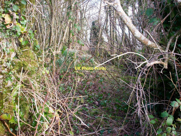 Photo 6"x4" Snowdrops in the Ruins of Greenacre Cottage, Llanteg Llanteg c2011