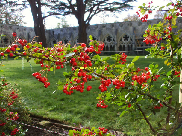 Photo 6"x4" Pyracantha in fruit, Cloisters, Salisbury Cathedral Salisbury c2008