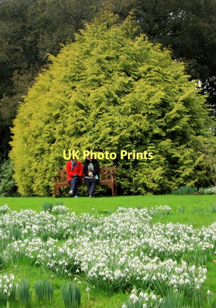 Photo 6"x4" Altamont Snowdrops Kilbride\/S8663 c2011