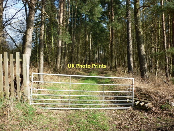Photo 6"x4" A track leading to Oldflat Wood Everingham c2011