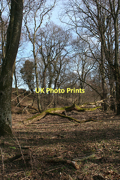 Photo 6"x4" Mature Woods by the River Lossie Elgin c2011