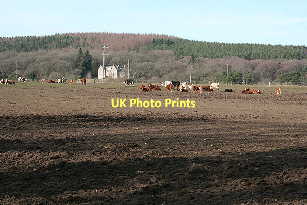 Photo 6"x4" Cattle at Bruceland Elgin c2011