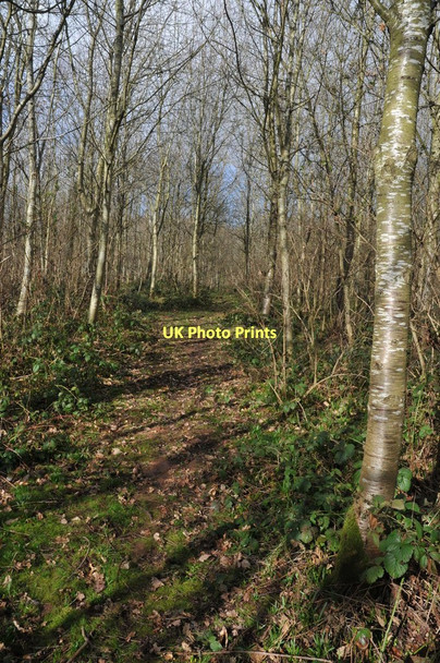 Photo 6"x4" Footpath through Lady Coppice Vowchurch Common c2011