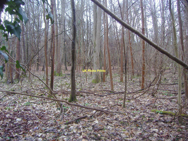 Photo 6"x4" Woods by Sheepleas, Effingham East Horsley c2009