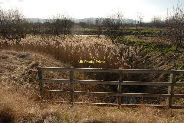 Photo 6"x4" Reed filled ditch Towyn\/SH9779 c2011