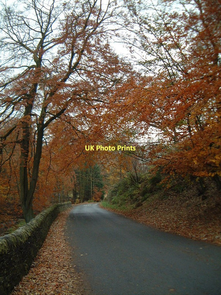 Photo 6"x4" Autumn colour Wildboarclough c2003