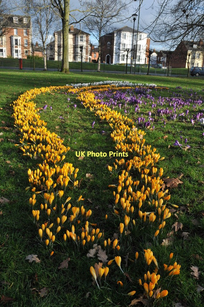 Photo 6"x4" Crocuses in The Park, Gloucester Gloucester c2011