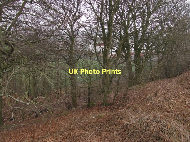 Photo 6"x4" Woodland, Broadwood Blackwood\/NS7274 c2011