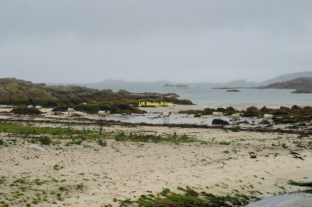 Photo 6"x4" Sheep on Fidden Beach. Fionnphort c2003