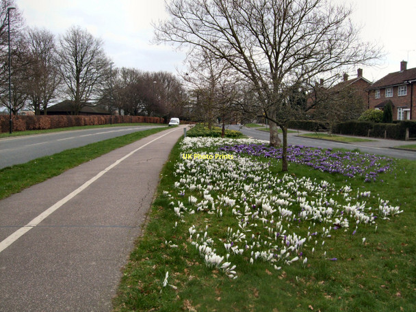 Photo 6"x4" Snowdrops by Ifield Avenue Crawley\/TQ2736 c2011