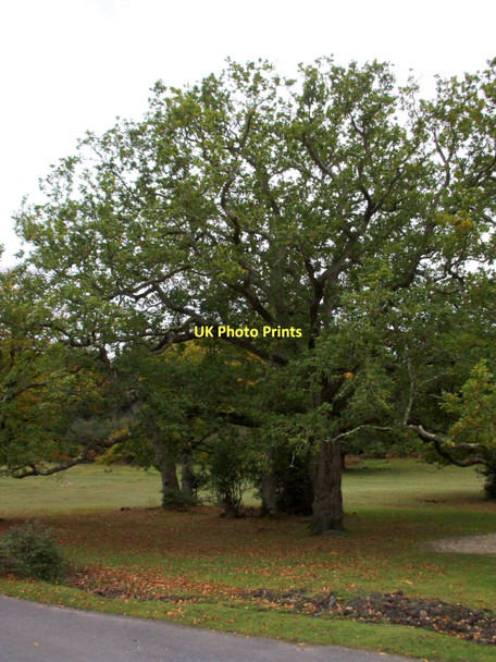 Photo 6"x4" Oak trees at Rufus Stone, New Forest Upper Canterton c2008