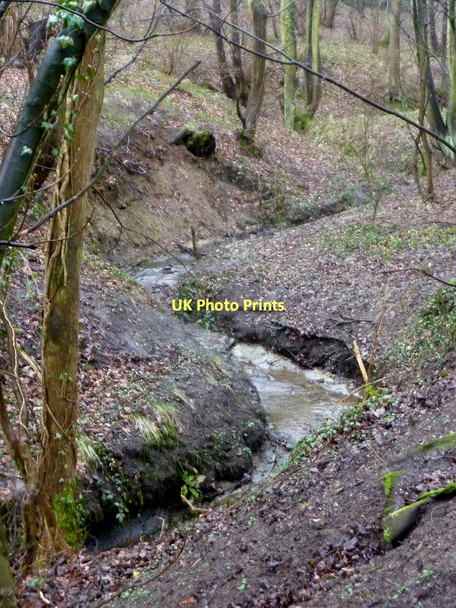 Photo 6"x4" Woodland stream Calow c2011