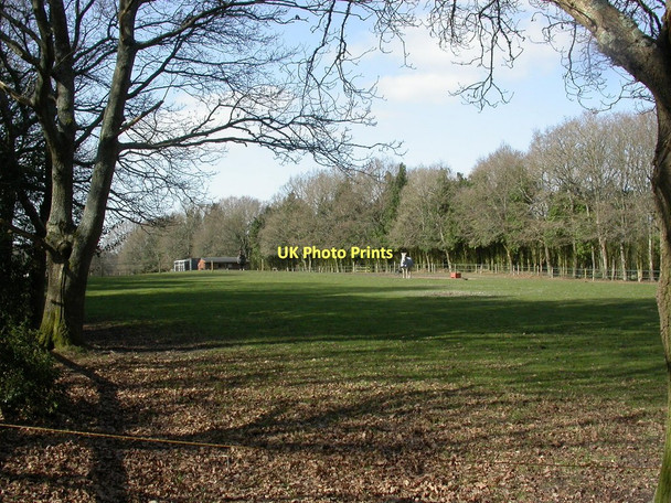 Photo 6"x4" Uddens, horse grazing Ameysford c2011