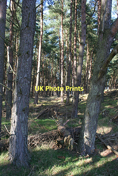 Photo 6"x4" Carden Hill Newton\/NJ1663 c2011