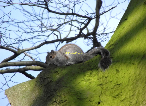 Photo 6"x4" Grey Squirrel Biddulph c2011