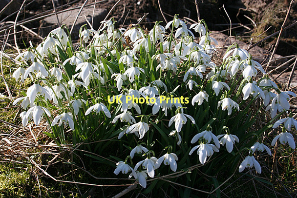 Photo 6"x4" Snowdrops (Galanthus nivalis) Newton\/NJ1663 c2011