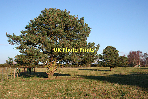 Photo 6"x4" Scots Pines (Pinus sylvestris) Alves c2011