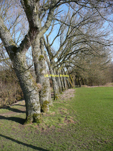 Photo 6"x4" Trees at the edge of Towneley Park Burnley c2011
