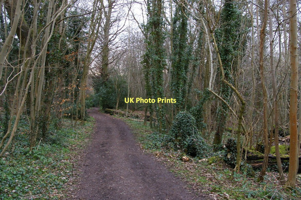 Photo 6"x4" London Loop through woods south of Farnborough Orpington c2011