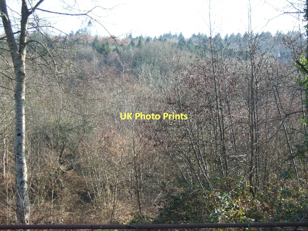 Photo 6"x4" Scrawthorn Plantation Half Moon Village c2011