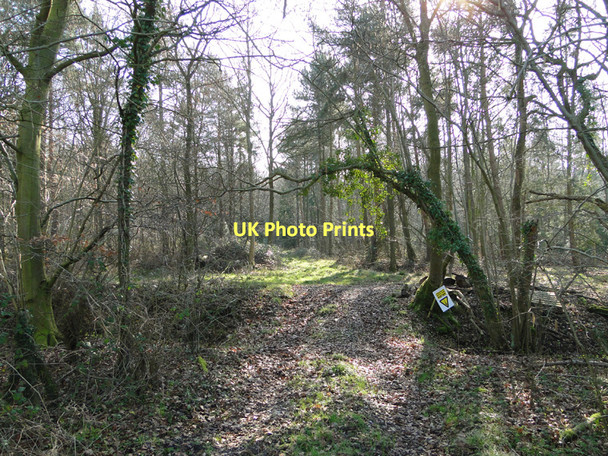Photo 6"x4" Bruisyard Wood Bruisyard c2011