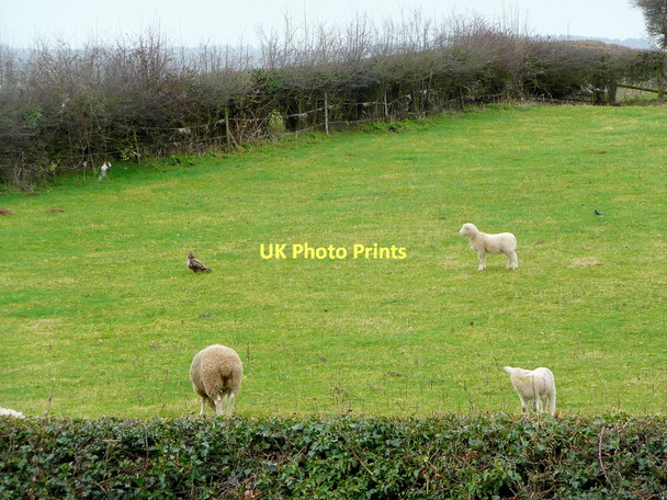 Photo 6"x4" Curious lamb Bromsash c2011