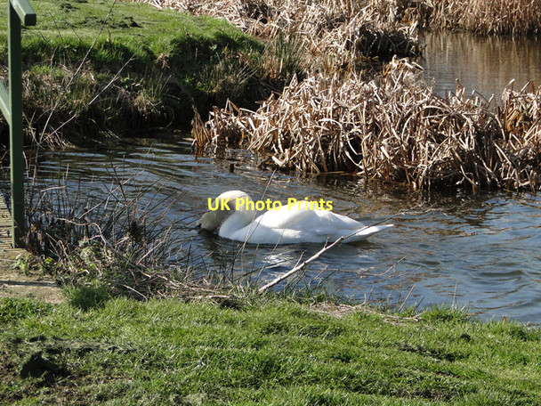 Photo 6"x4" Dabbling swan at the Marsh Farm fishing lakes Benhall Green c2011