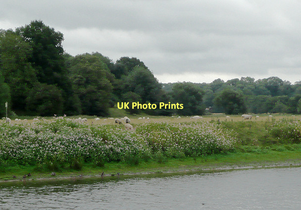 Photo 6"x4" Pasture by the River Severn north-west of Holt Fleet, Worcestershire Holt Heath\/SO8163 c2010