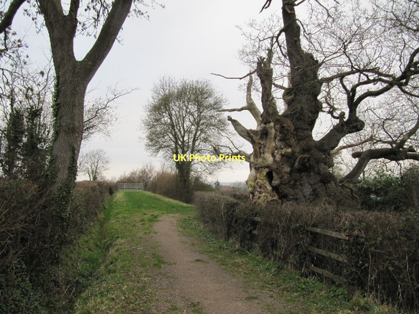 Photo 6"x4" The Old Oaks Glastonbury c2011