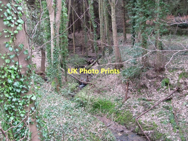 Photo 6"x4" Burn, Kinneil Woods Bo'ness c2011