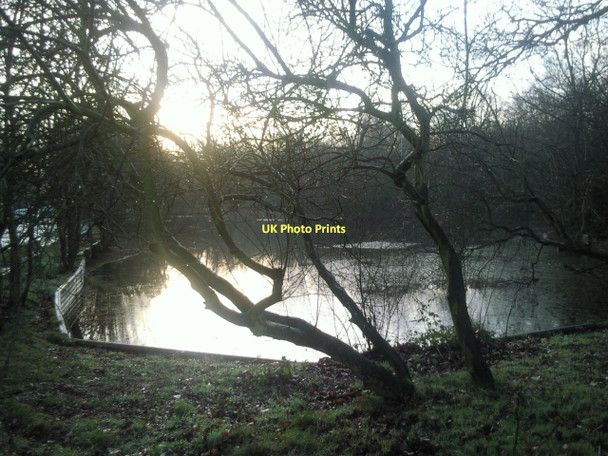 Photo 6"x4" Rush Pond at dawn Chislehurst c2011