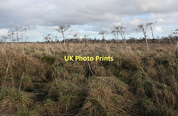 Photo 6"x4" Former Saltmarsh Kintessack c2011