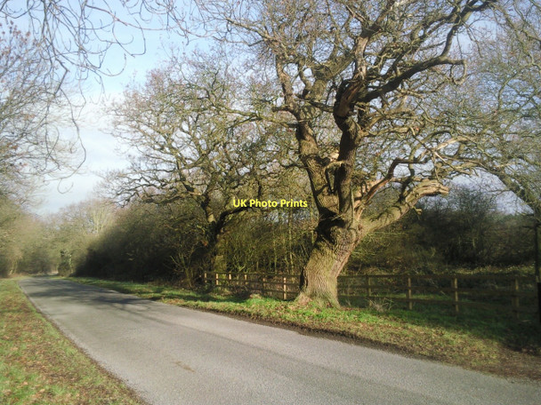 Photo 6"x4" Gnarled oaks along Helpston Road Marholm c2011
