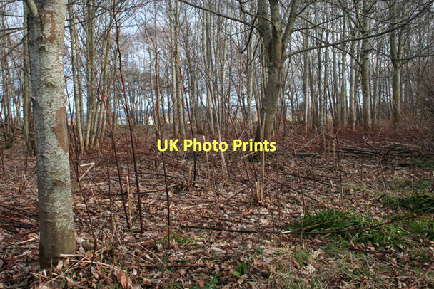 Photo 6"x4" River Bank near Seafield Kintessack c2011