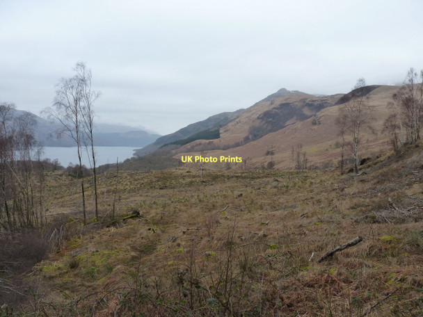 Photo 6"x4" Forest felling allows a view to Ptarmigan Rowardennan c2011