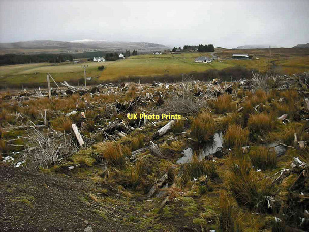 Photo 6"x4" Forestry clear fell Peiness c2011