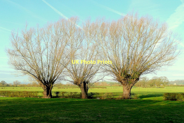 Photo 6"x4" Three willows on the floodplain Bishop's Norton c2011
