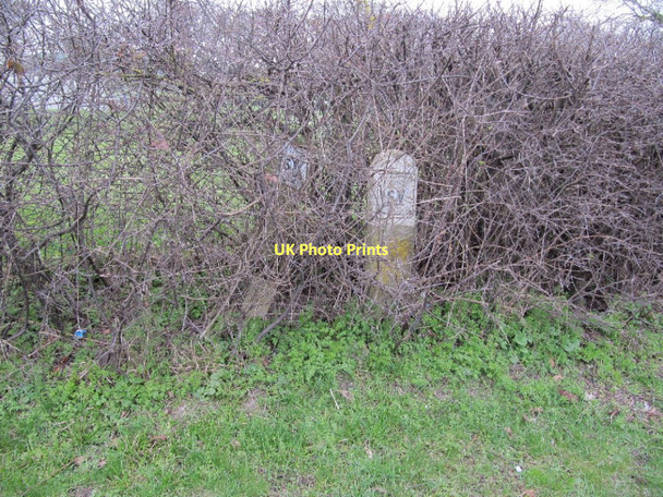 Photo 6"x4" Markers in the hedge Glastonbury c2011