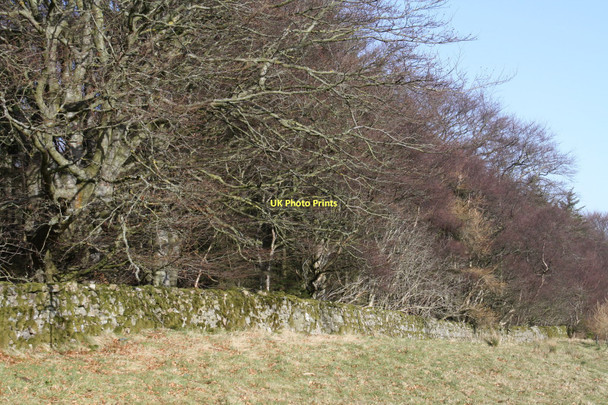 Photo 6"x4" Edge of woodland Banchory-Devenick c2011