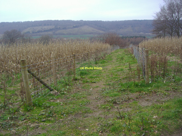 Photo 6"x4" Field boundary space, Wotton Wotton\/TQ1247 c2011