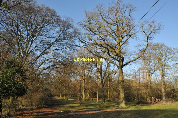 Photo 6"x4" Wood in Welcombe Hill Country Park Stratford-upon-Avon c2011