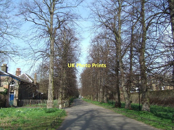 Photo 6"x4" The avenue leading to Duke's Avenue Gate Barnes c2011