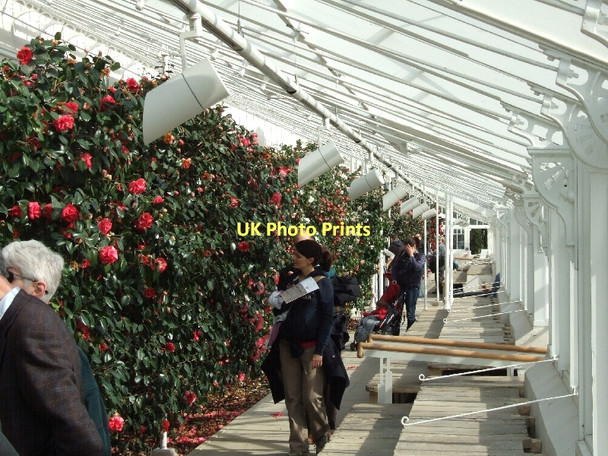 Photo 6"x4" Inside Chiswick House conservatory Barnes c2011