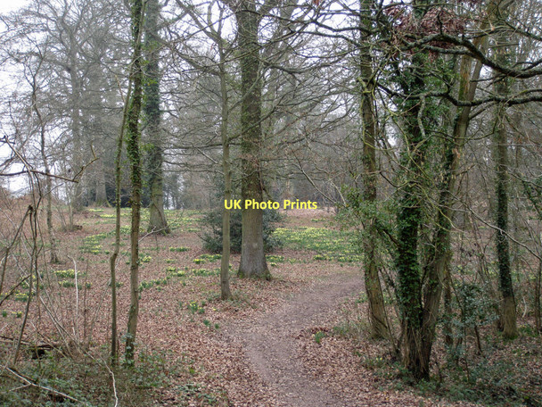 Photo 6"x4" Woodland at Shaw Common Shaw Common c2011