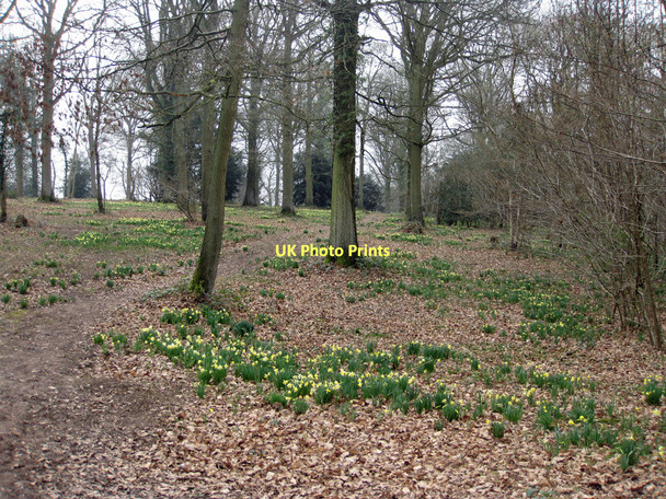 Photo 6"x4" Blooming lovely Shaw Common c2011