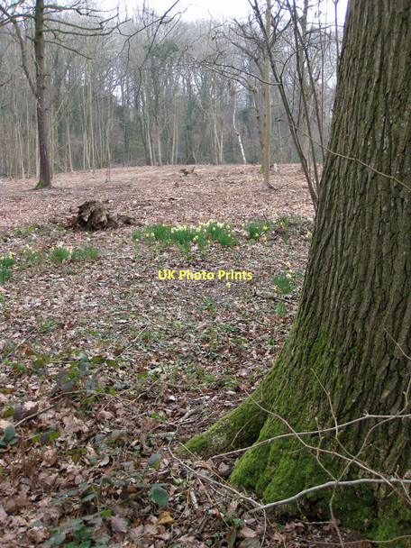 Photo 6"x4" Woodland clearance Shaw Common c2011