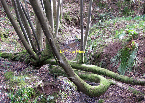 Photo 6"x4" Natural bridge Shaw Common c2011